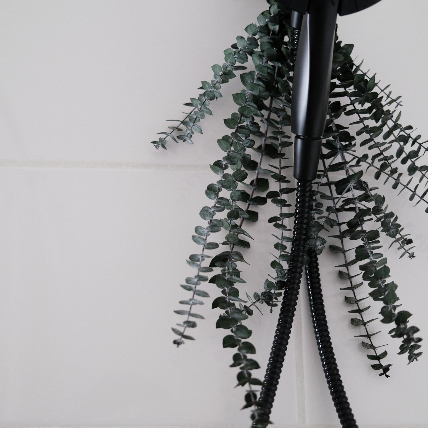Eucalyptus douche