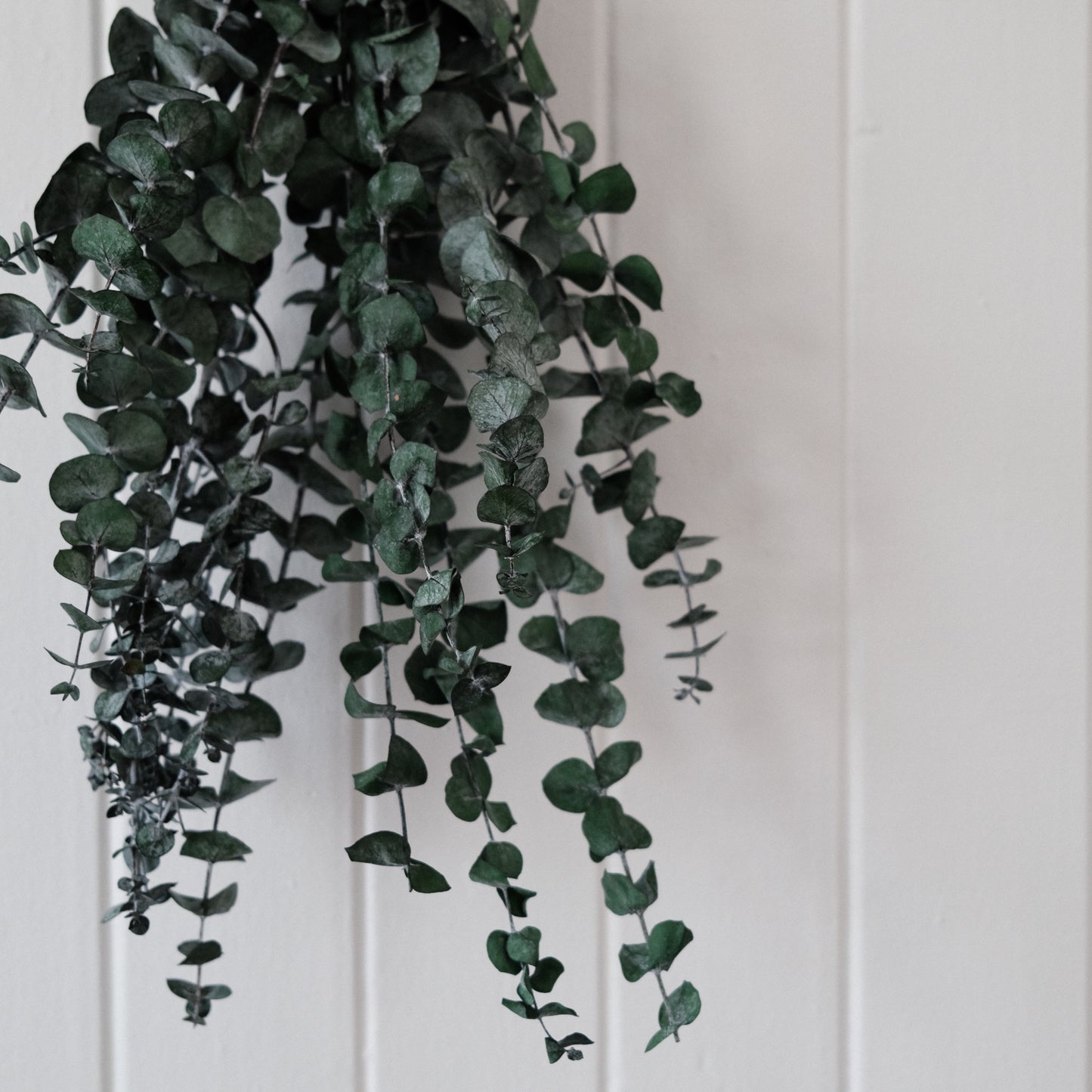 Eucalyptus douche / détaillant