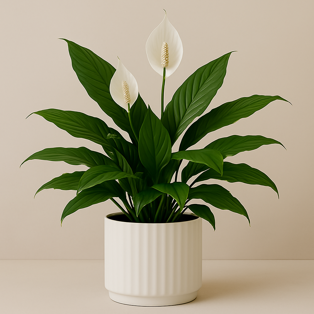 Lys de paix