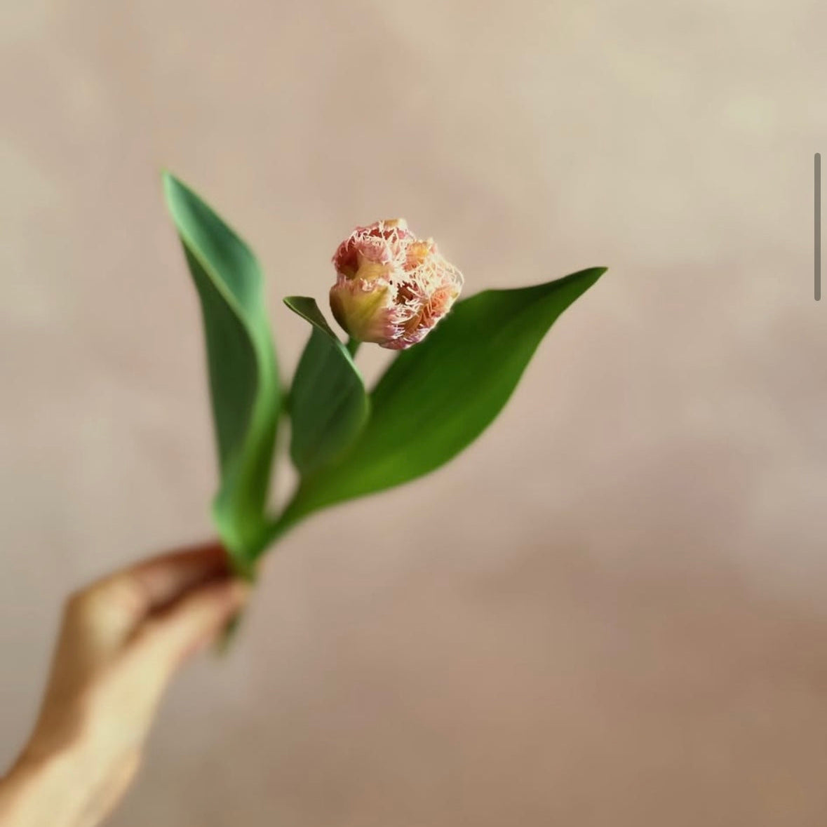 DES TULIPES POUR PÂQUES