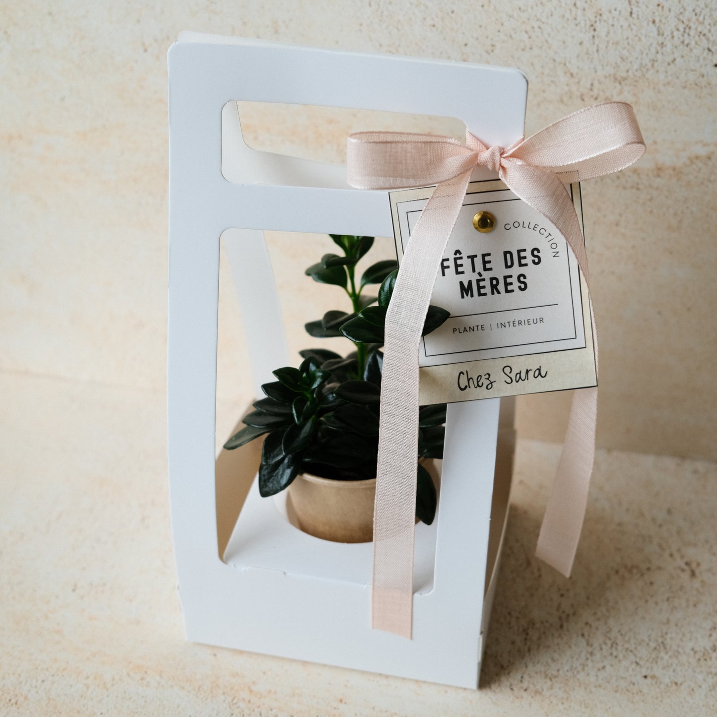 La MINI - plante intérieur