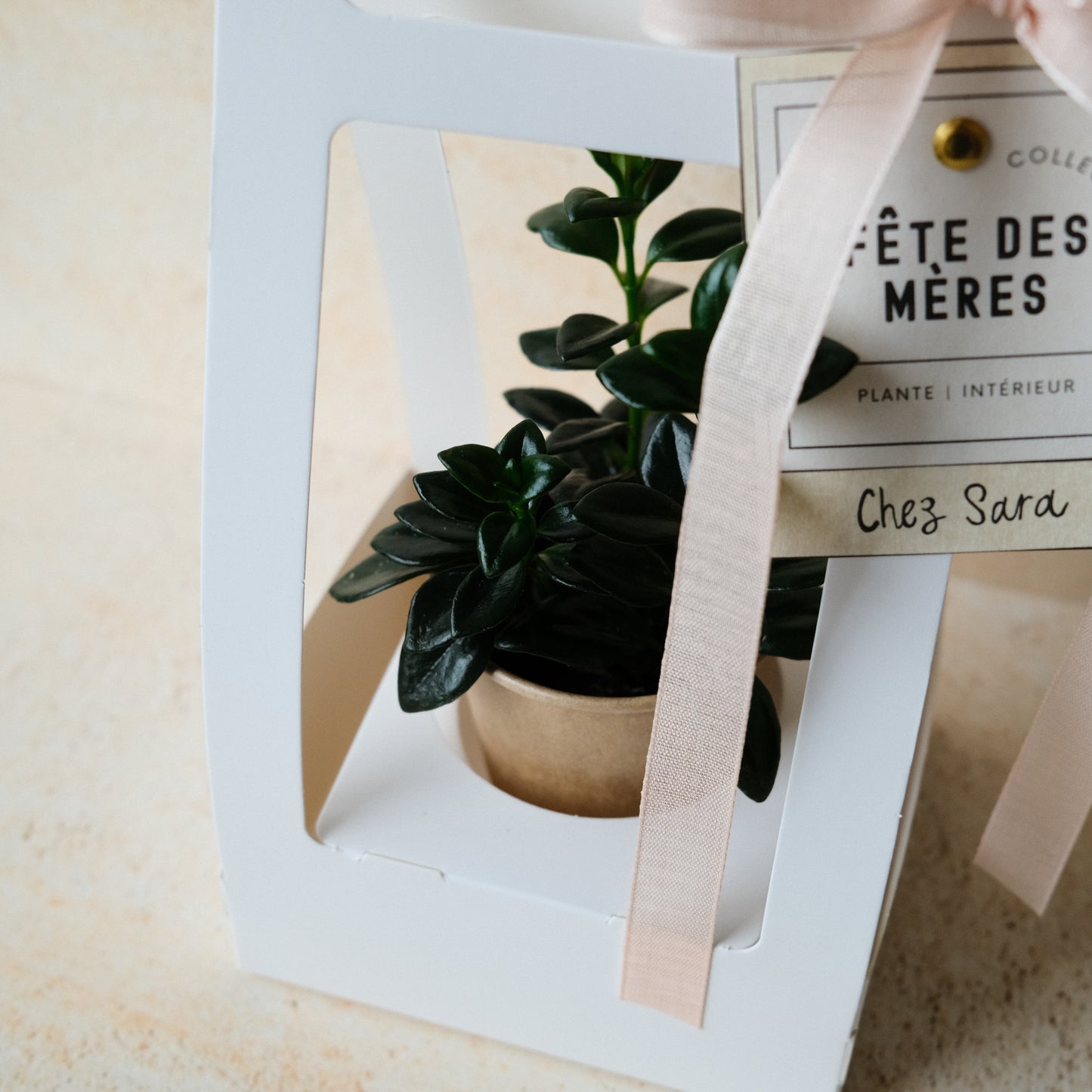 La MINI - plante intérieur