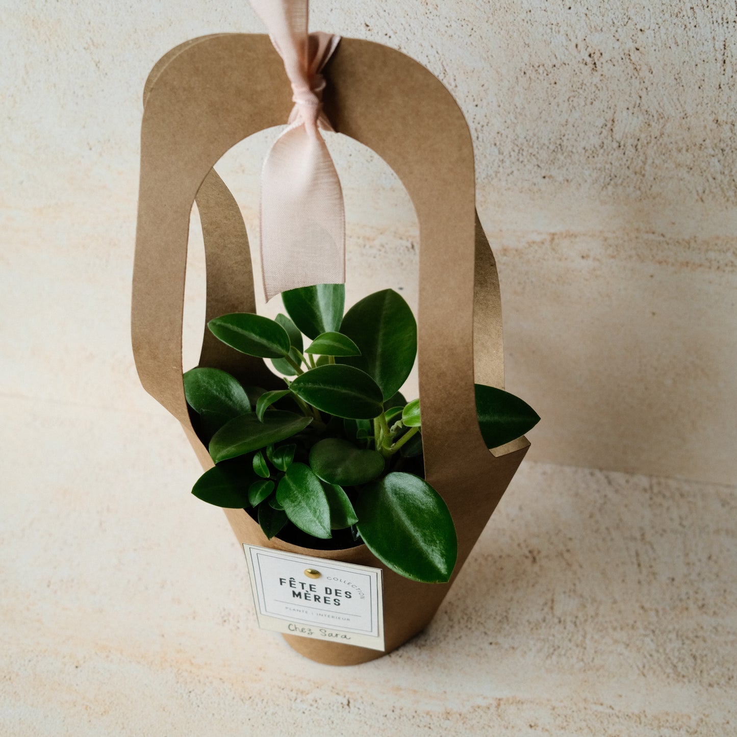 La VERTE - plante intérieur