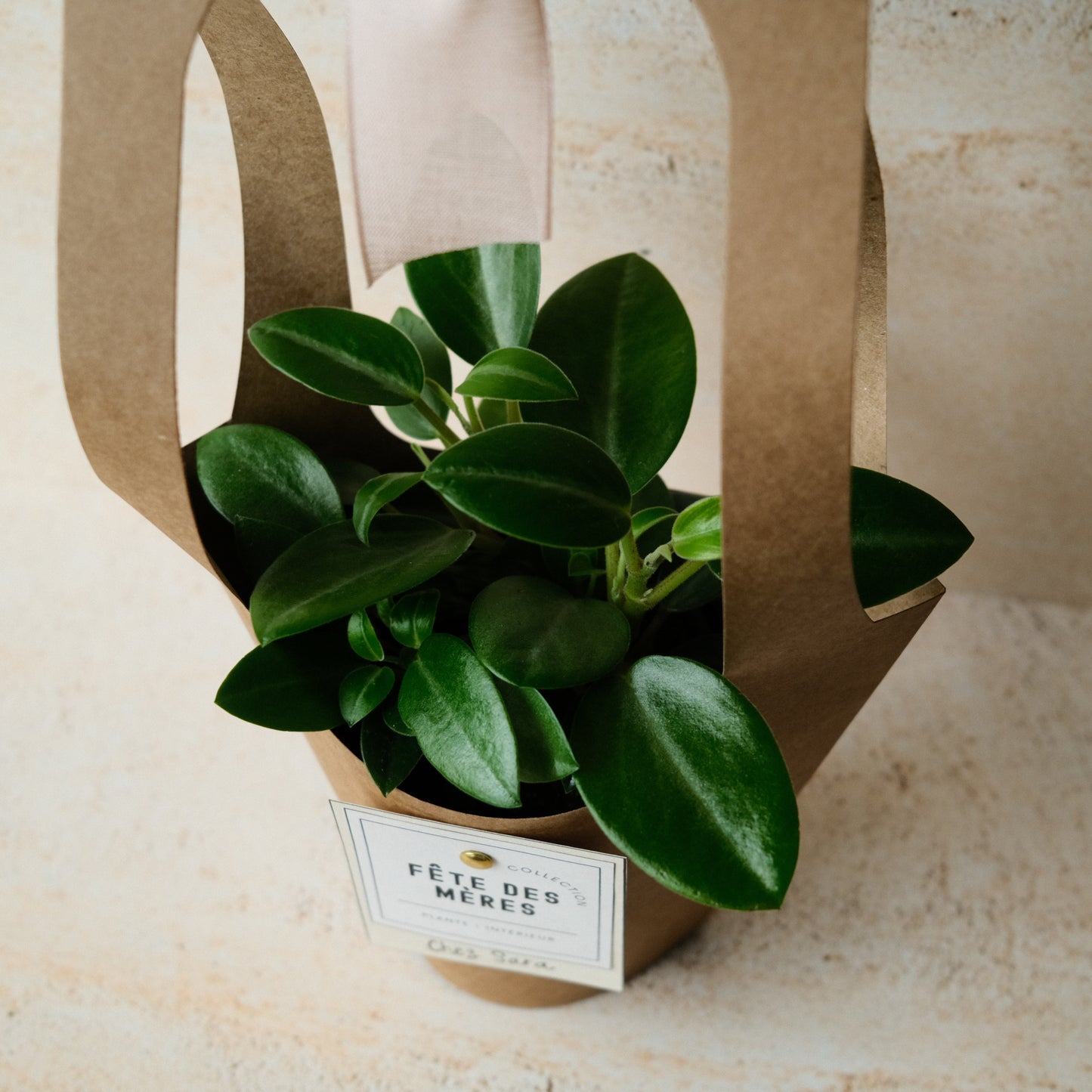 La VERTE - plante intérieur