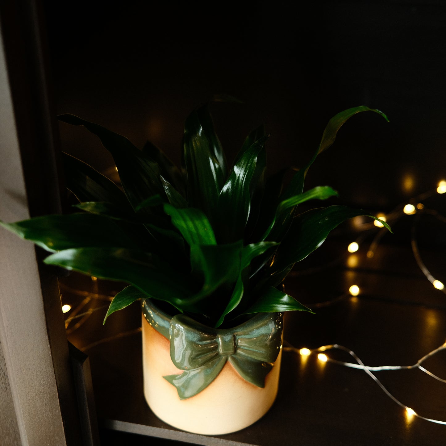 Plante - pôt boucle