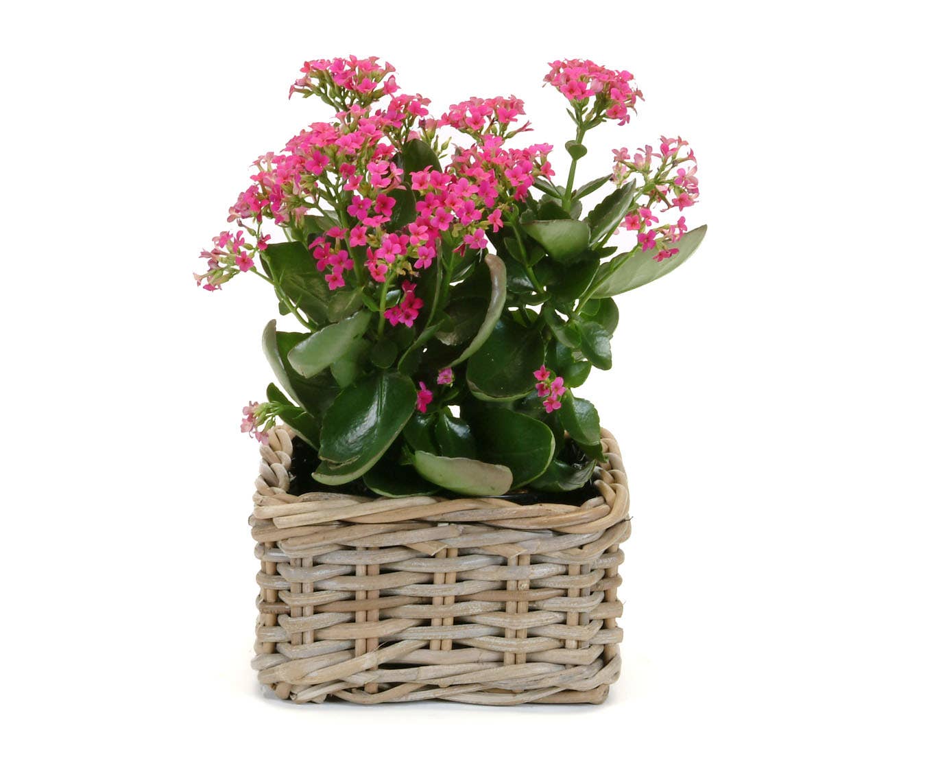Pot à plante carré