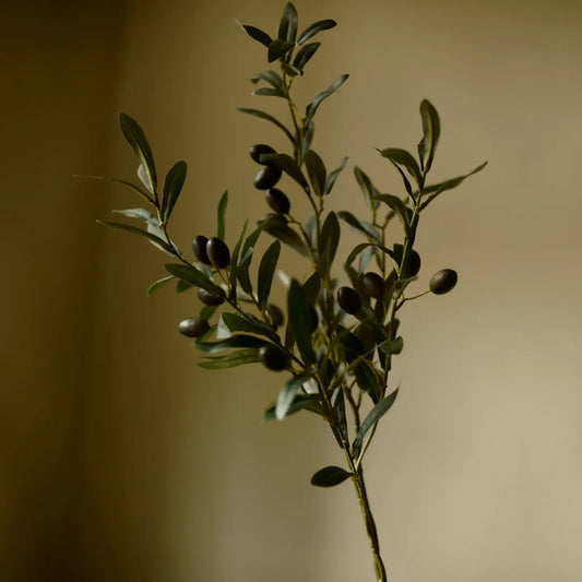 Branche d'olivier