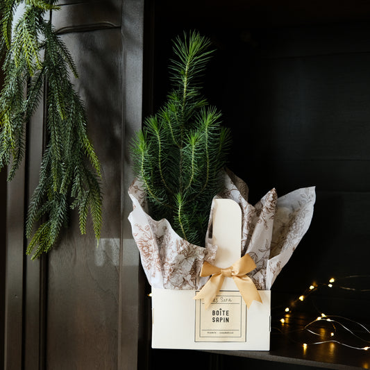 Boîte Sapin