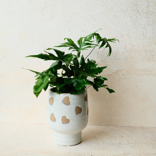 Vase COEUR- plante intérieur