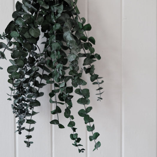 Eucalyptus douche
