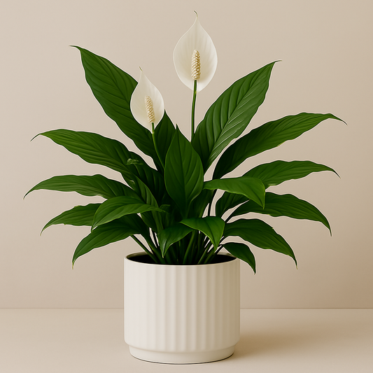 Lys de paix