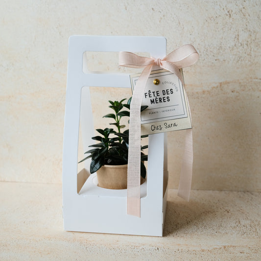 La MINI - plante intérieur
