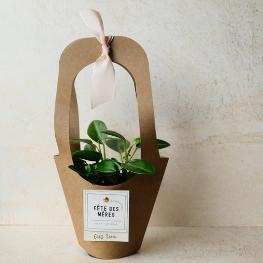 La VERTE - plante intérieur