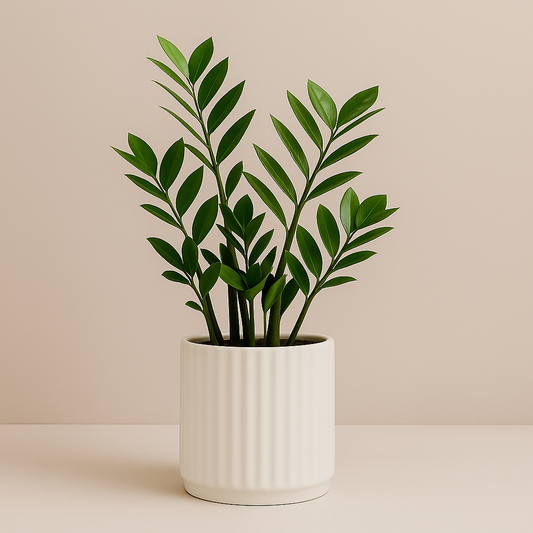 Zamioculcas